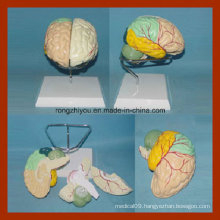 Brain Model with Arteries by Colored Separation (detach painted)
